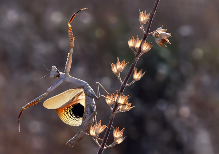 Dancing in the Contour