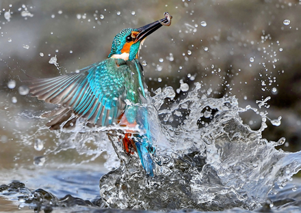 Başar Taşlı - The King - Doğa Kategorisi Birincilik Ödülü