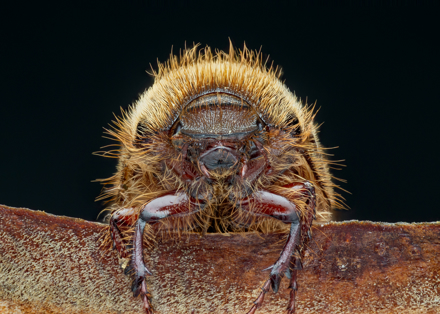 Hairy Bug