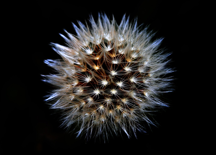 Cahit Arkut - Çiçek - Doğa Kategorisi İkincilik Ödülü
