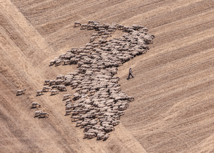 Fatma Arca - Sürü - Kıbrıs'ta Yaşam İkincilik Ödülü