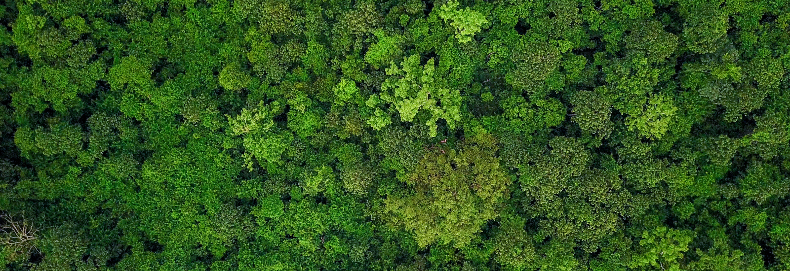 Sürdürülebilirlik